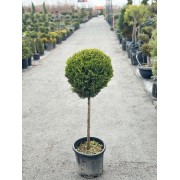 Купресcоципарис Лейланда Cast gold Cupressocyparis leylandii Cast gold (чупа-чупс)